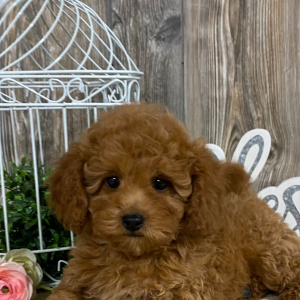 Cavapoo Puppy Daphne