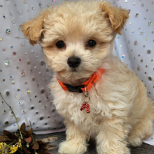 Maltipoo Puppy Simon