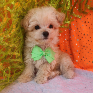 Maltipoo Puppy Simon