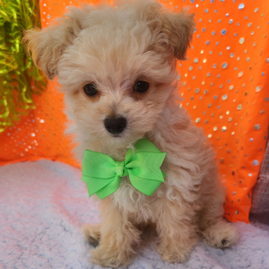 Maltipoo Puppy Simon