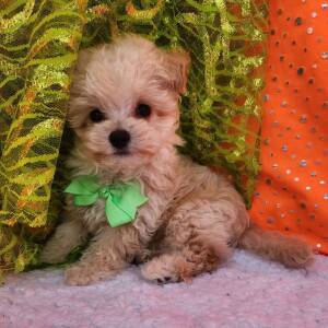 Maltipoo Puppy Simon