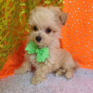 Maltipoo Puppy Simon