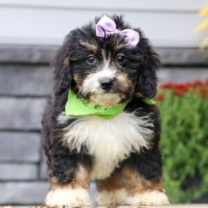 Bernedoodle Puppy Ellen
