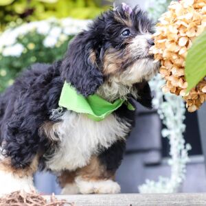 Bernedoodle Puppy Ellen