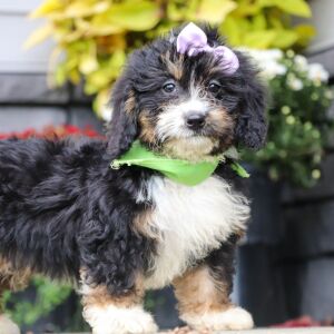 Bernedoodle Puppy Ellen