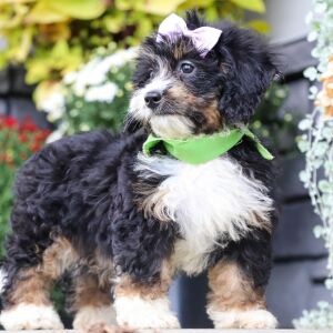 Bernedoodle Puppy Ellen