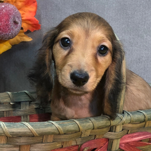 Dachshund Puppy Jonas
