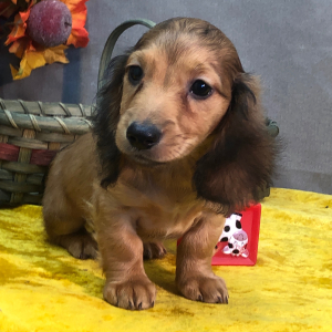 Dachshund Puppy Jonas