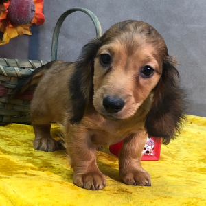 Dachshund Puppy Jonas