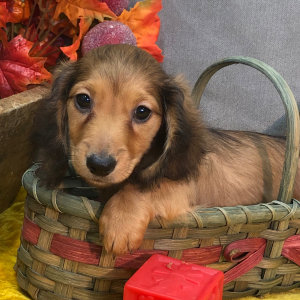 Dachshund Puppy Jonas