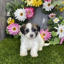 Havanese Puppy Riley