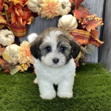Havanese Puppy Riley