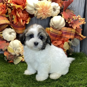 Havanese Puppy Riley