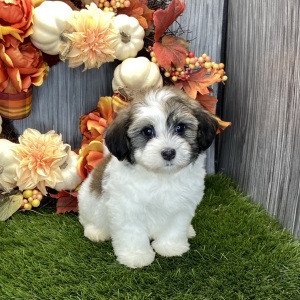 Havanese Puppy Riley
