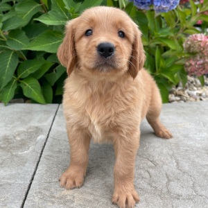 Golden Retriever Puppy Hutson