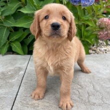 Golden Retriever Puppy Hutson