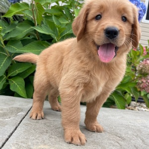 Golden Retriever Puppy Hutson