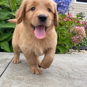 Golden Retriever Puppy Hutson