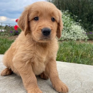 Golden Retriever Puppy Hutson