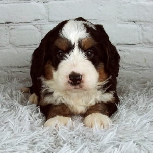Bernedoodle Puppy Cash