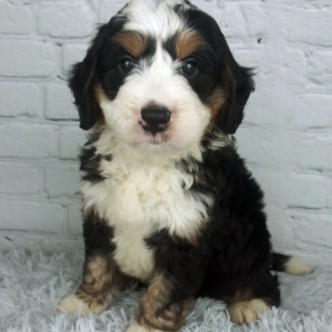 Bernedoodle Puppy Cash