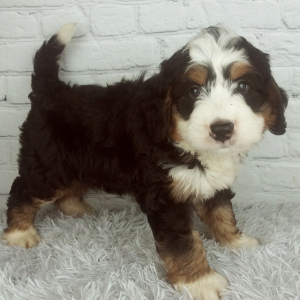 Bernedoodle Puppy Cash