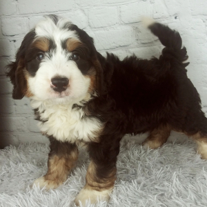 Bernedoodle Puppy Cash