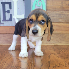 Beagle Puppy Rocky