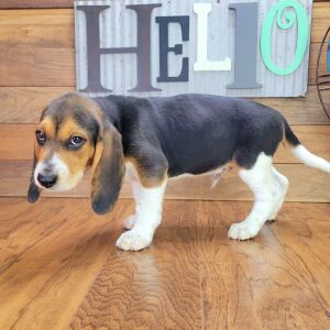 Beagle Puppy Rocky