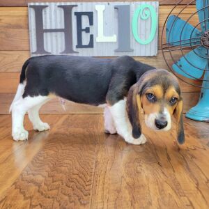 Beagle Puppy Rocky