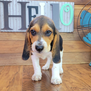 Beagle Puppy Rocky