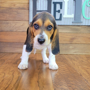 Beagle Puppy Rocky