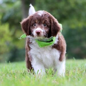 Aussiedoodle Puppy Haddie