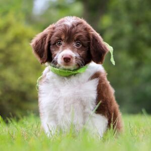 Aussiedoodle Puppy Haddie