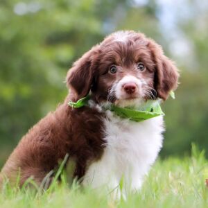 Aussiedoodle Puppy Haddie