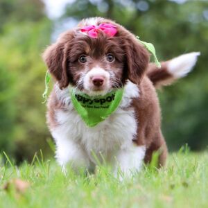 Aussiedoodle Puppy Haddie