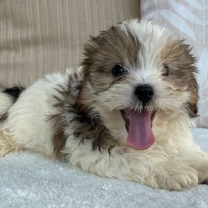 Shihpoo Puppy Iggy