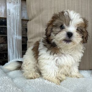 Shihpoo Puppy Iggy
