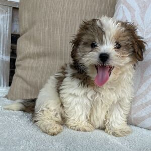 Shihpoo Puppy Iggy