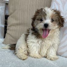 Shihpoo Puppy Iggy