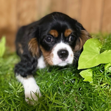 Cavalier King Charles Spaniel Puppy Meatball