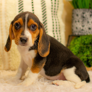 Beagle Puppy Jacie
