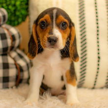 Beagle Puppy Jacie