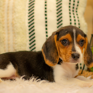 Beagle Puppy Jacie