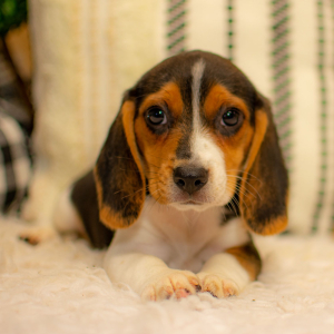 Beagle Puppy Jacie