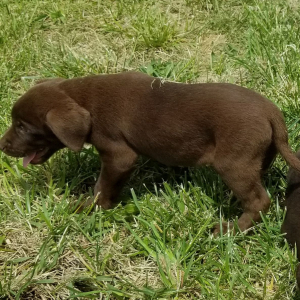 Labrador Retriever Puppy Piper