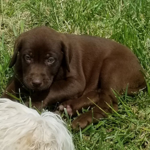 Labrador Retriever Puppy Piper