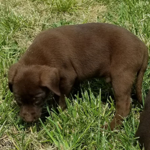 Labrador Retriever Puppy Piper