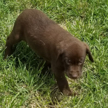 Labrador Retriever Puppy Piper