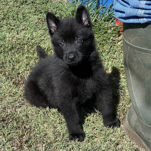 German Shepherd Dog Puppy Black Ops